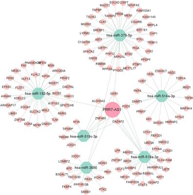 Pan-cancer analysis of super enhancer-induced PRR7-AS1 as a potential prognostic and immunological biomarker